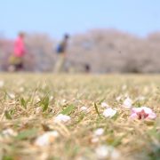 花びら