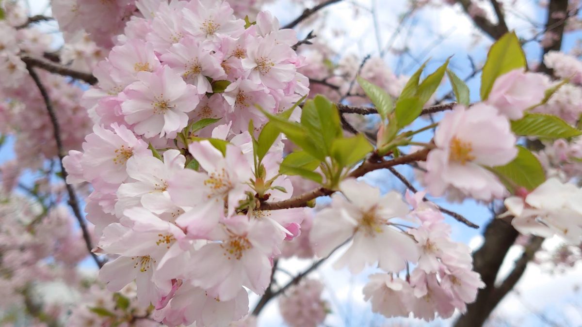 【結城紬の里】私の思川桜に会いに行ってきました