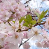 【結城紬の里】私の思川桜に会いに行ってきました