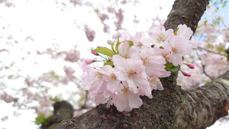 休みの日は徹底して休もう～一週間を有効に使うコツ～